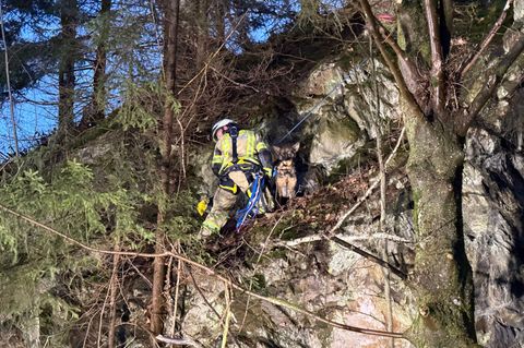 Die Feuerwehr sicherte den Hund. Foto: -/Feuerwehr Goslar/dpa