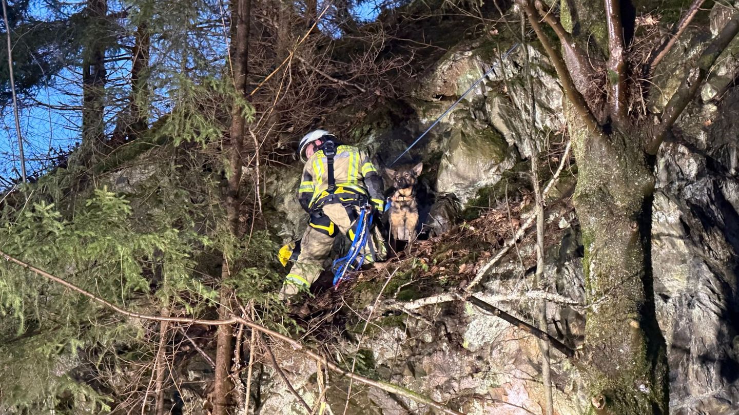Die Feuerwehr sicherte den Hund. Foto: -/Feuerwehr Goslar/dpa