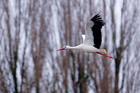 Einige Störche sind auch in MV wieder zurück Foto: Uwe Anspach/dpa