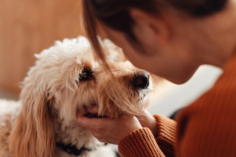 Du und ich – Hunde sind seit Jahrtausenden "Kumpan-Tiere" des Menschen. Wir brauchen einander