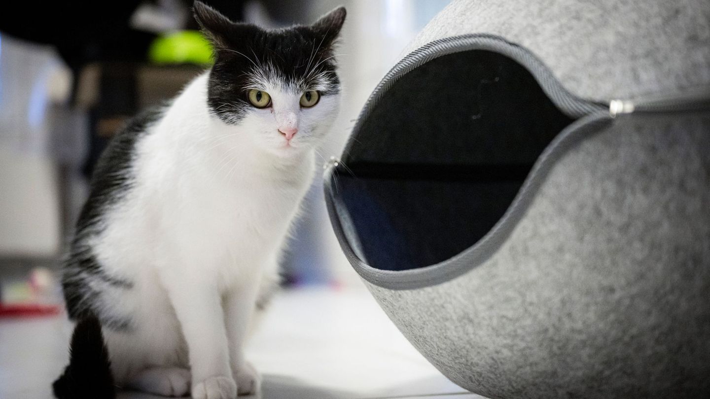 Zahlreiche Menschen möchten die abenteuerlustige Katze Shila aufnehmen. (Archivbild) Foto: Sina Schuldt/dpa