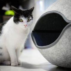 Zahlreiche Menschen möchten die abenteuerlustige Katze Shila aufnehmen. (Archivbild) Foto: Sina Schuldt/dpa