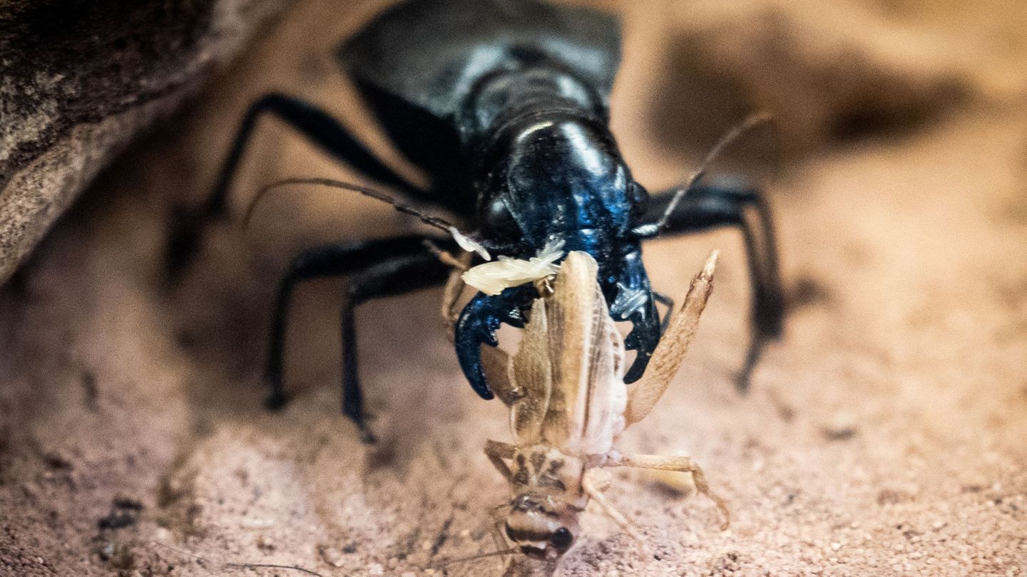 In Dresden beraten an diesem Wochenende Laufkäfer-Experten aus Deutschland und Österreich (Archivbild). Foto: Christian Charisiu