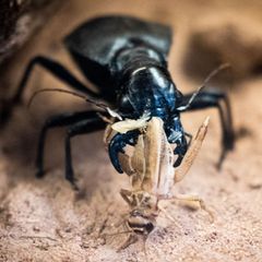 In Dresden beraten an diesem Wochenende Laufkäfer-Experten aus Deutschland und Österreich (Archivbild). Foto: Christian Charisiu