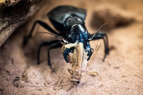 In Dresden beraten an diesem Wochenende Laufkäfer-Experten aus Deutschland und Österreich (Archivbild). Foto: Christian Charisiu