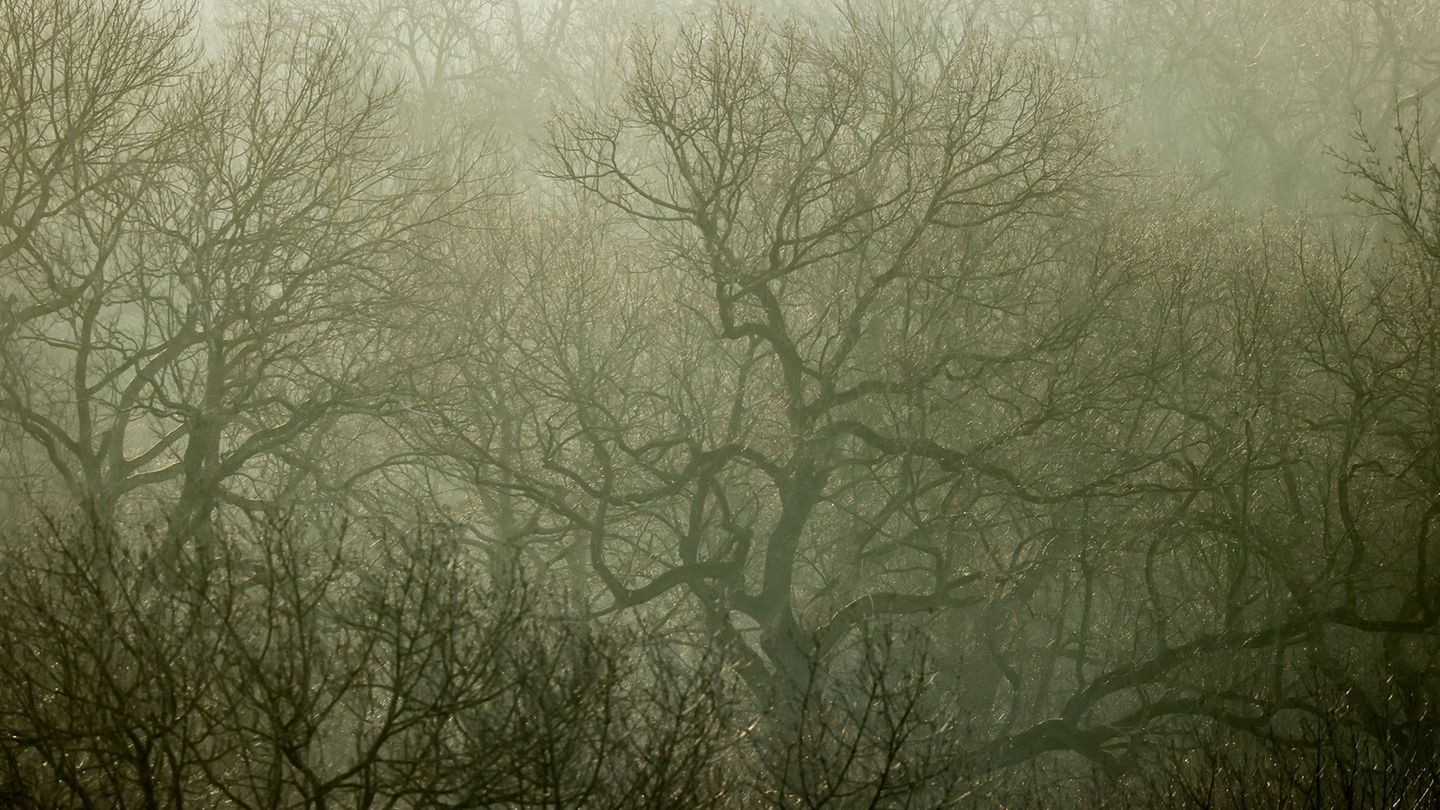 Umweltverbände sorgen sich angesichts vieler Bauprojekte um die biologische Vielfalt in Leipzig (Archivbild). Foto: Jan Woitas/d