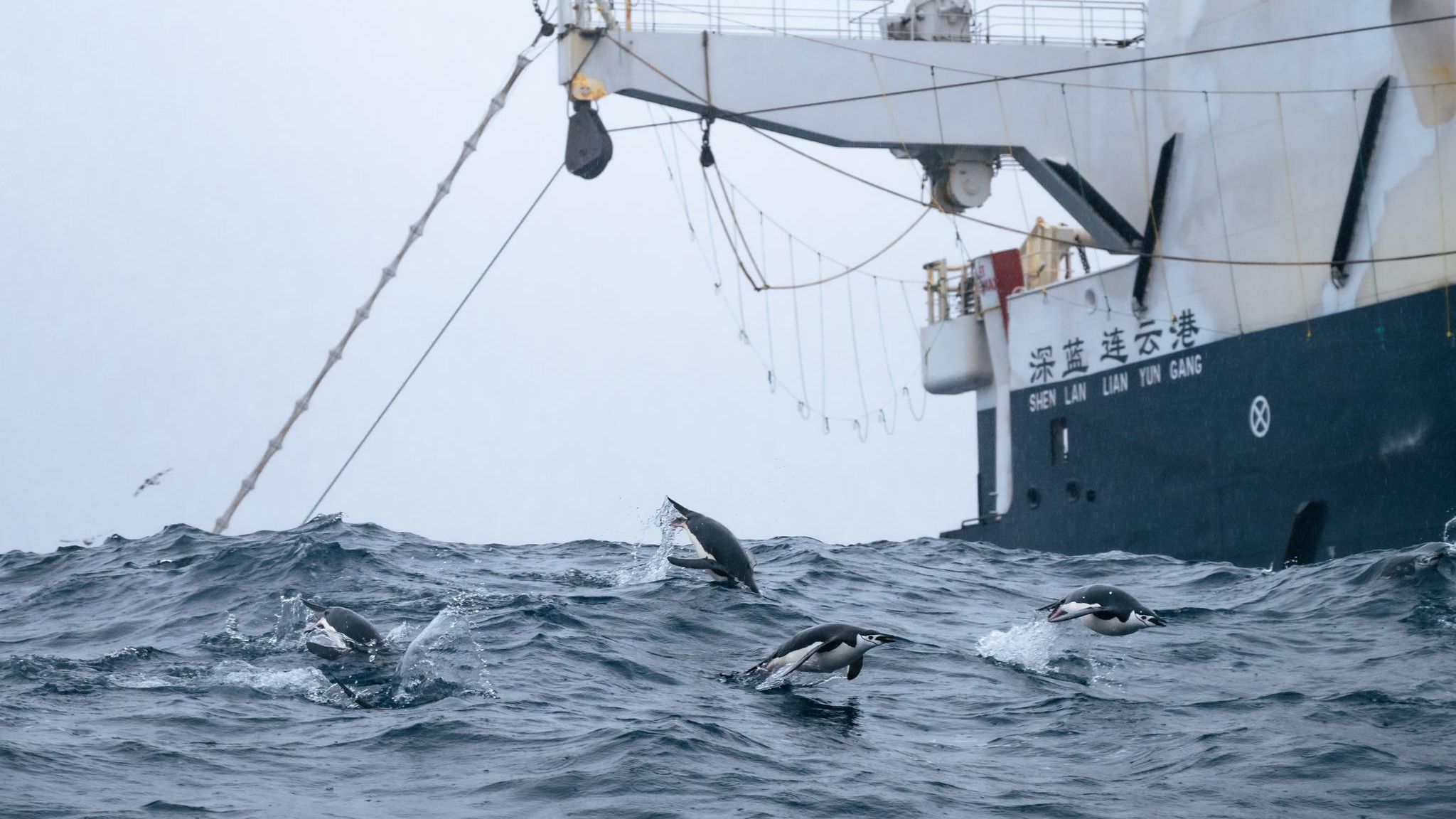 Ein Industrieller Krill-Trawler auf hoher See, davor sind Zügelpinguinen zu sehen