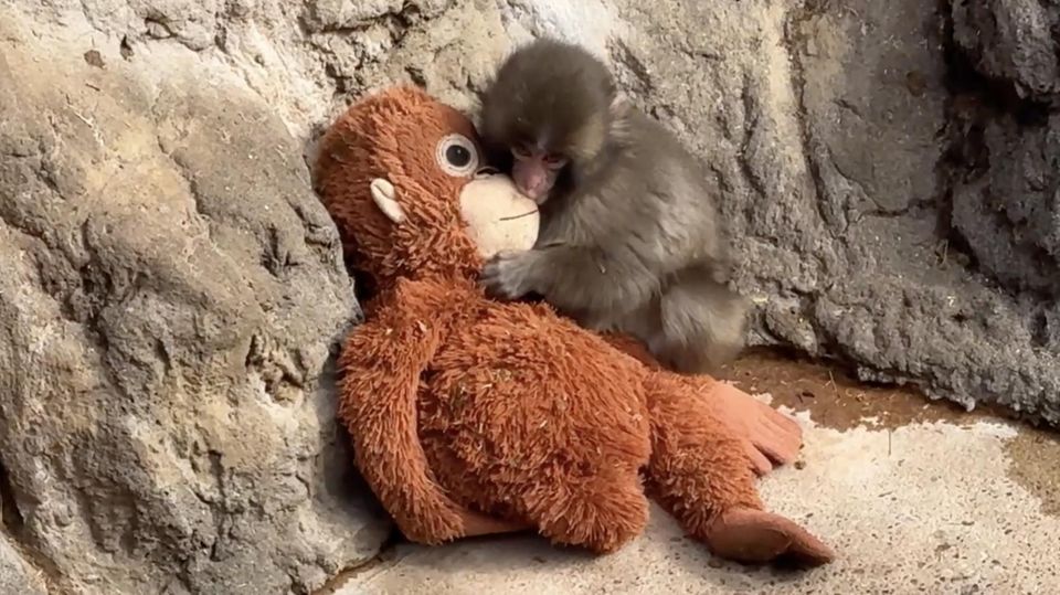 Ein Affenbaby mit einem Affen-Kuscheltier in einem Zoo.