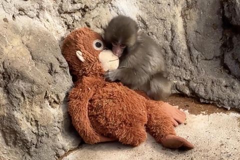 Ein Affenbaby mit einem Affen-Kuscheltier in einem Zoo.