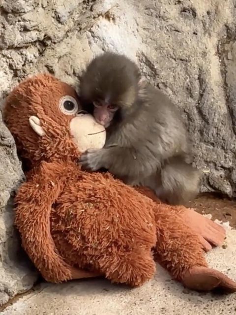 Ein Affenbaby mit einem Affen-Kuscheltier in einem Zoo.