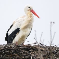 Storch Fridolin hielt in den vergangenen Tagen Ausschau nach seiner Partnerin Mai. Nun ist auch das Weibchen zurück in Leiferde.