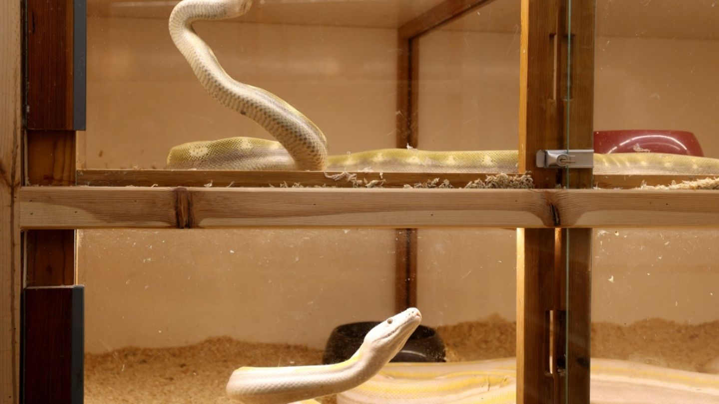 Riesenschlangen in Terrarien