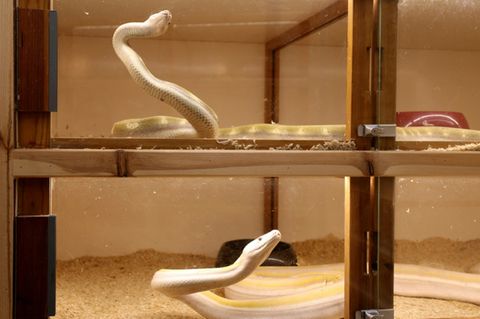 Riesenschlangen in Terrarien