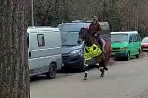 Pferd in Freiburg geblitzt