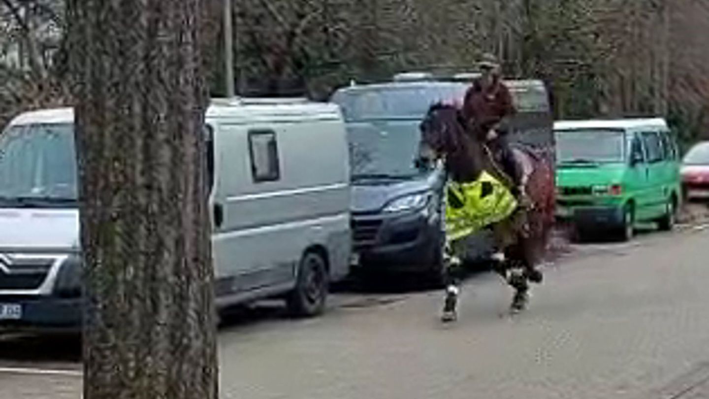 Pferd in Freiburg geblitzt