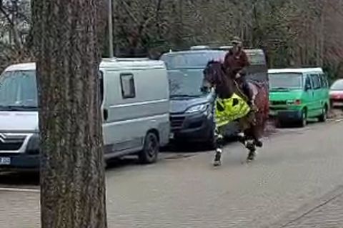 Das Pferd war im Trab so schnell, dass der Blitzer auslöste. Foto: Judith Herzog/dpa
