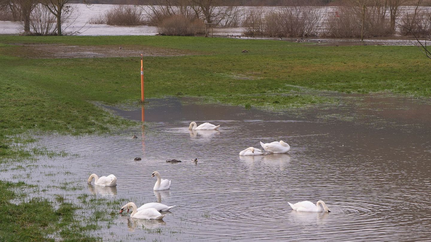 Bis einschließlich Sonntag sollen die Wasserstände an Rhein und Mosel sinken. Foto: Thomas Frey/dpa