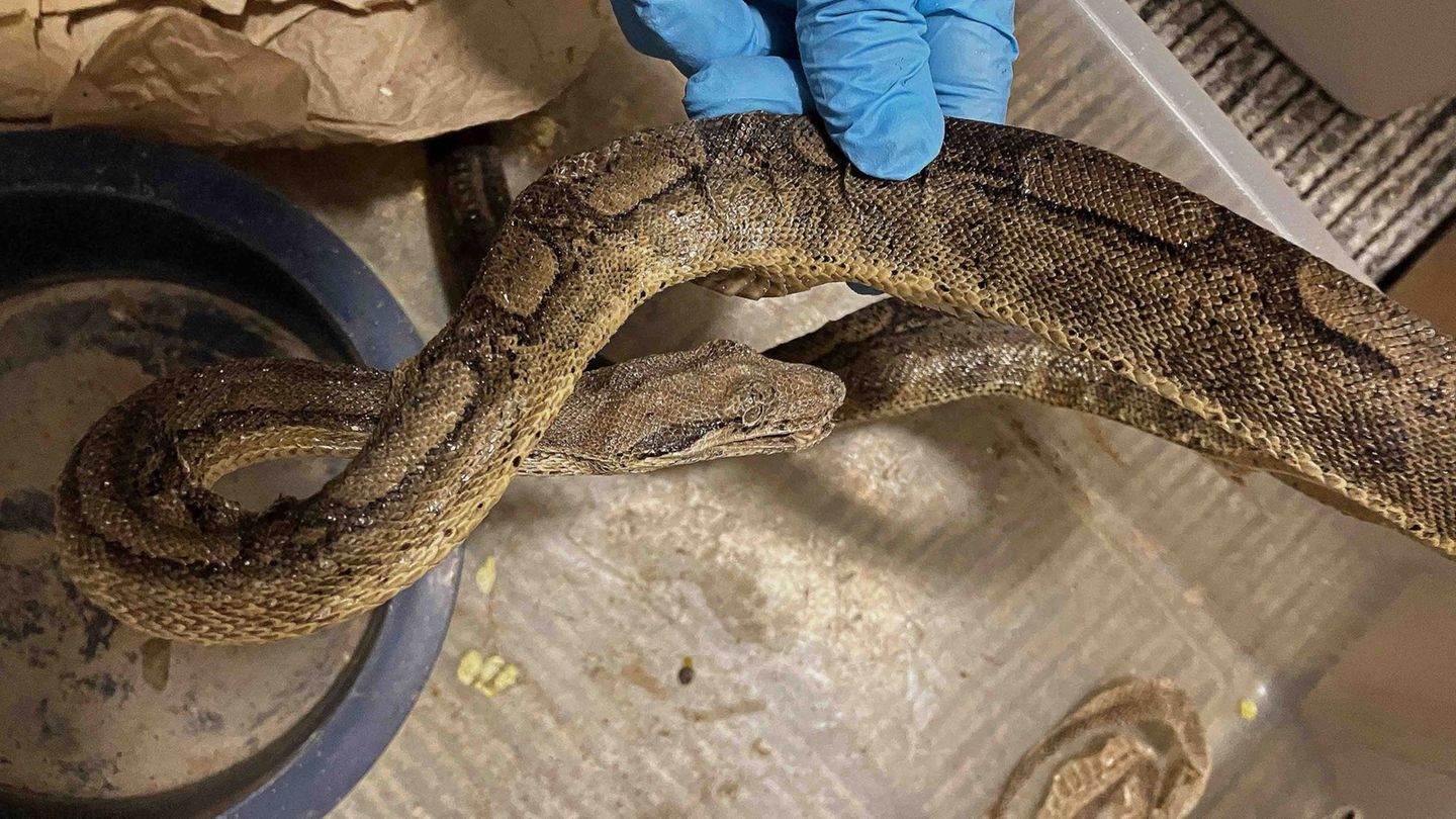 Die Schlangen waren ausgetrocknet und mit Parasiten infiziert Foto: --/Stadt Stuttgart/dpa
