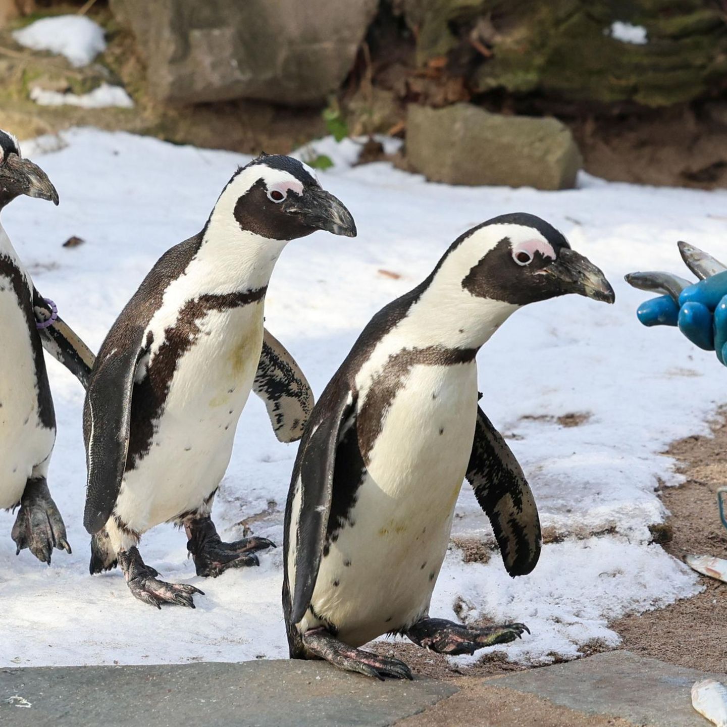 Magdeburg, Deutschland. Diese Brillenpinguine sehen zwar hungrig aus, haben aber offenbar gute Manieren. Für die Fütterung in ihrem Gehege stellen sie sich hintereinander auf – wie es sich gehört.