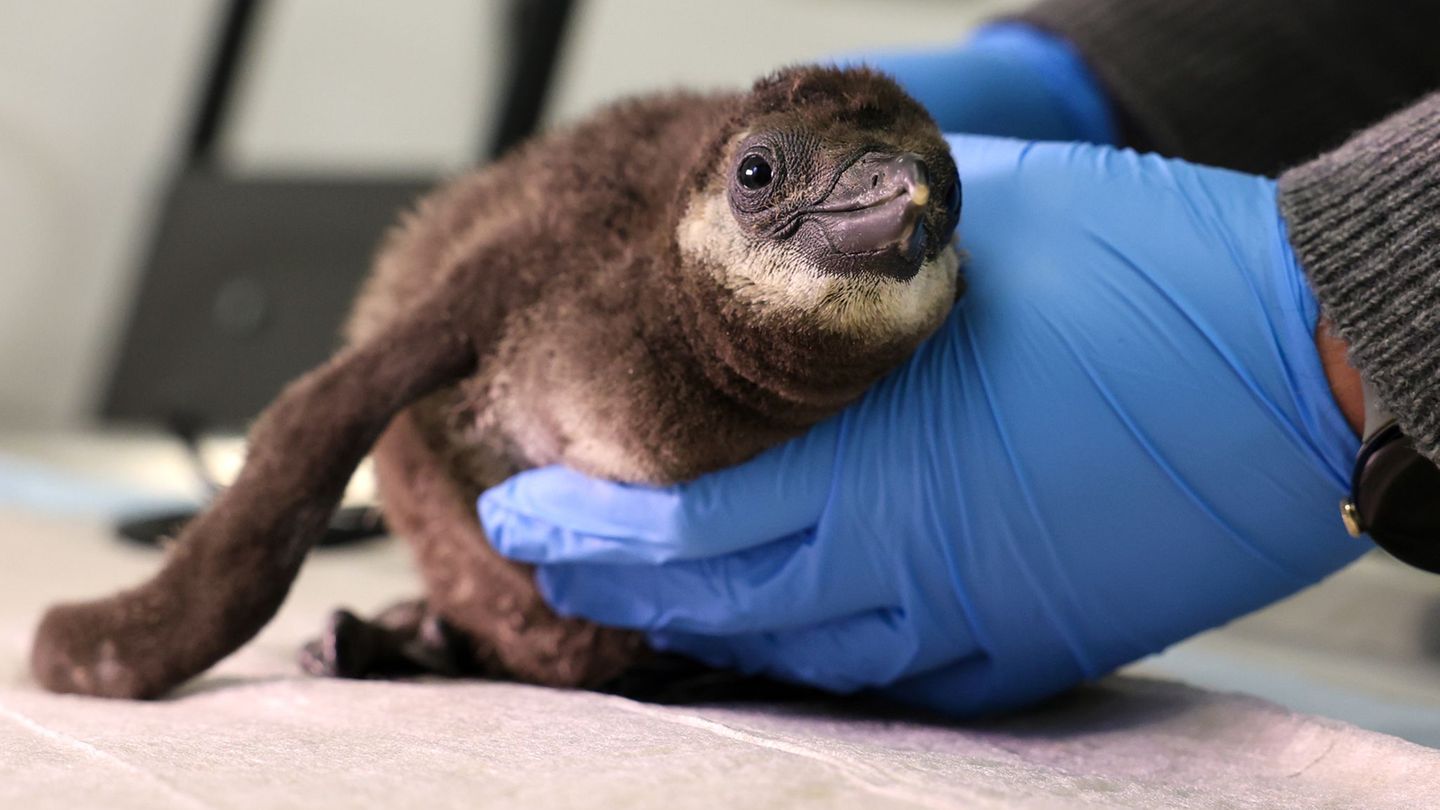 Tiere: Brillenpinguin wird im Zoo Magdeburg von Hand aufgezogen
