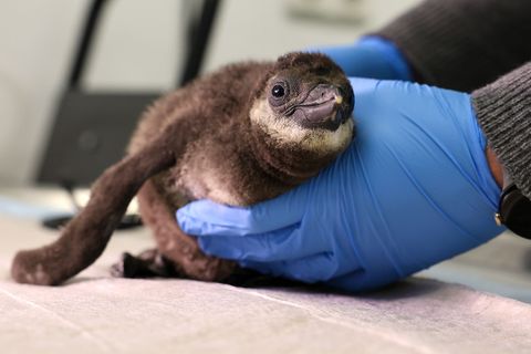 Das Brillenpinguin-Küken schlüpfte im Januar im Brutkasten. Foto: Peter Gercke/dpa