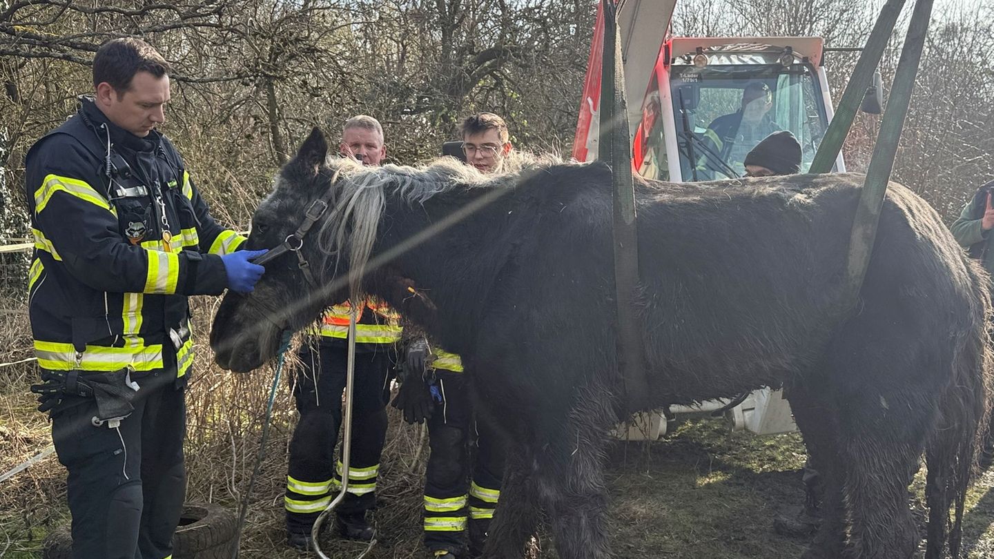 Aus Schlamm gehievt: Pferde-Rettung per Gabelstapler - Einsatz in Kassel