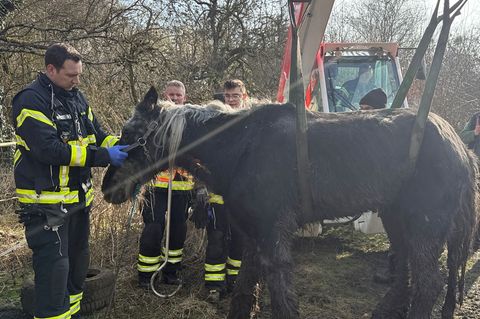 Streicheleinheiten nach der Rettung - Ende gut, alles gut in Kassel. Foto: --/Feuerwehr Stadt Kasse/dpa