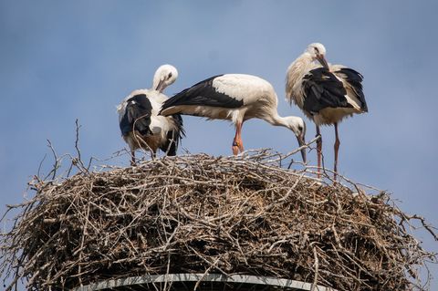 Jedes Jahr die bange Frage: Kehren alle Störche gesund zurück? (Archivbild) Foto: Christoph Schmidt/dpa