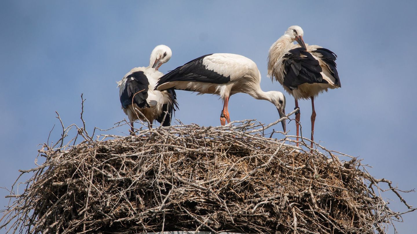 Zwischen Hoffen und Bangen: Später Heimflug: Störche lassen mancherorts auf sich warten