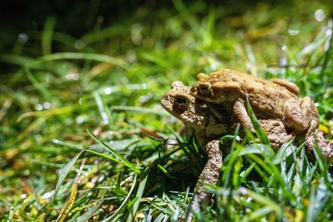 Manchmal auch per Taxi unterwegs: Kröten auf Wanderschaft. Foto: Pia Bayer/dpa