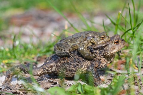 Um Energie zu sparen, lassen sich manche Männchen von den Weibchen kutschieren. (Archivbild). Foto: Patrick Pleul/dpa-Zentralbil