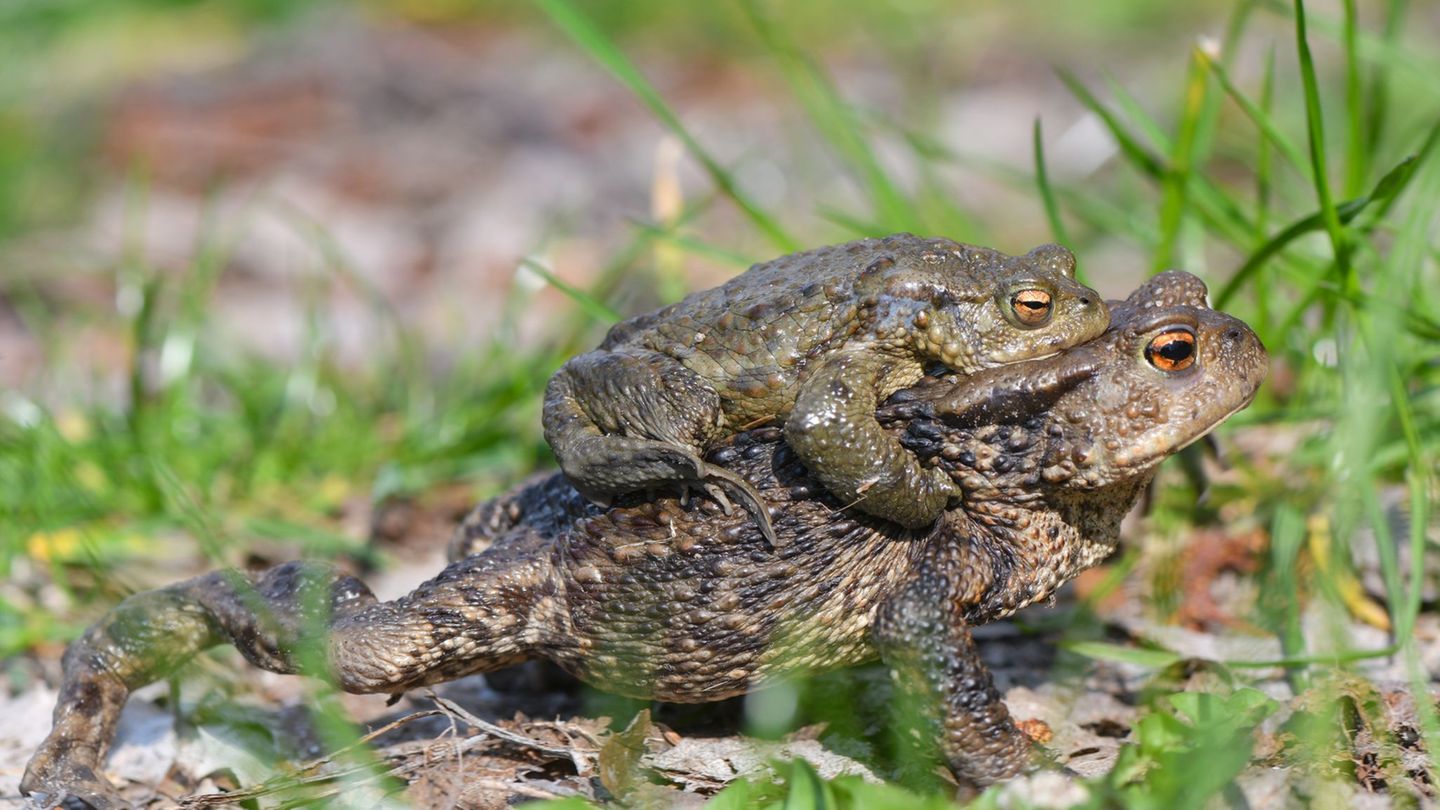 Um Energie zu sparen, lassen sich manche Männchen von den Weibchen kutschieren. (Archivbild). Foto: Patrick Pleul/dpa-Zentralbil