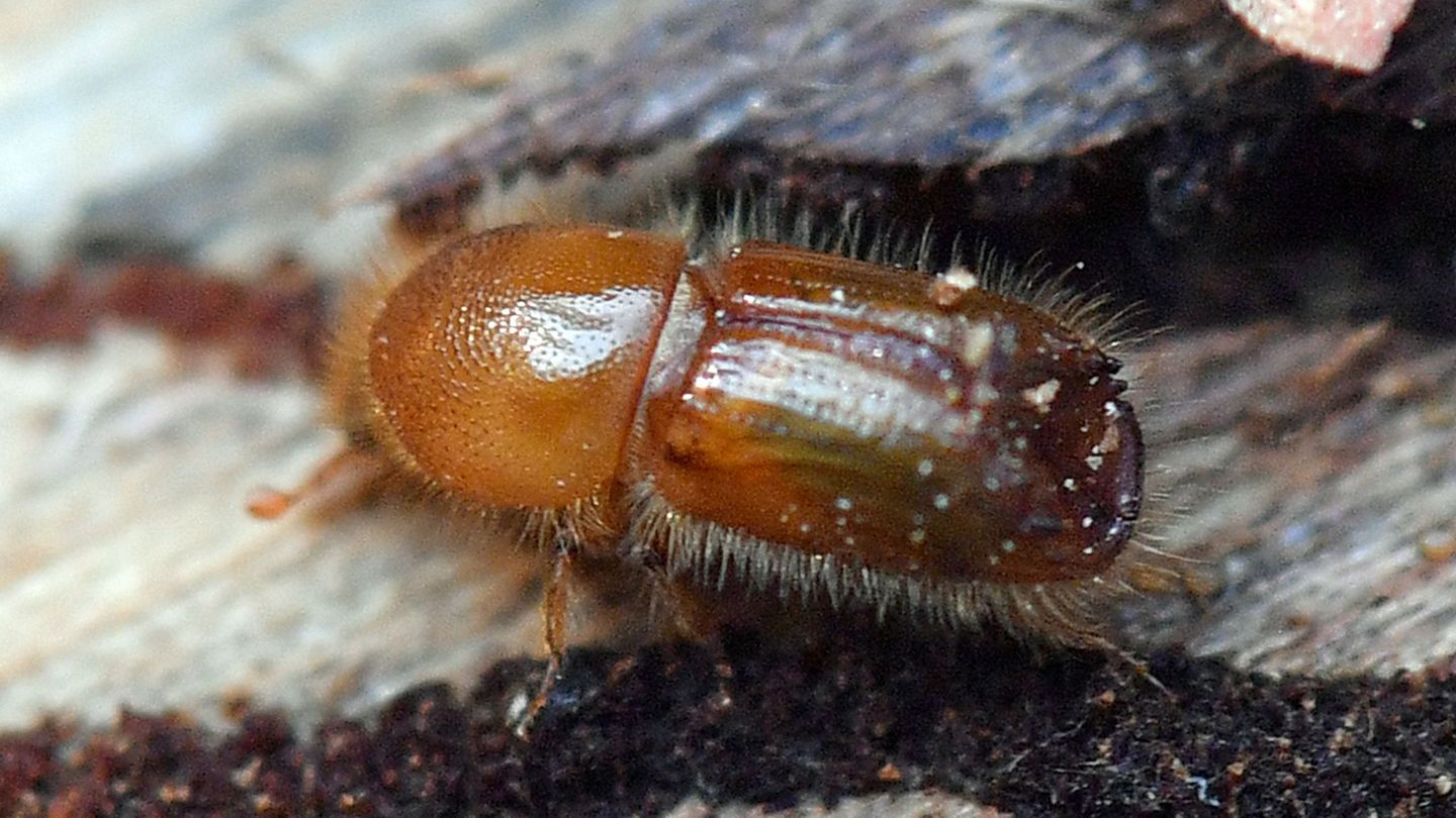 Ein Borkenkäfer krabbelt auf einem Fichtenstamm. (Archivbild) Foto: Hendrik Schmidt/dpa-Zentralbild/dpa