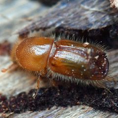 Ein Borkenkäfer krabbelt auf einem Fichtenstamm. (Archivbild) Foto: Hendrik Schmidt/dpa-Zentralbild/dpa