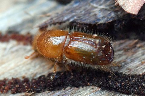 Ein Borkenkäfer krabbelt auf einem Fichtenstamm. (Archivbild) Foto: Hendrik Schmidt/dpa-Zentralbild/dpa