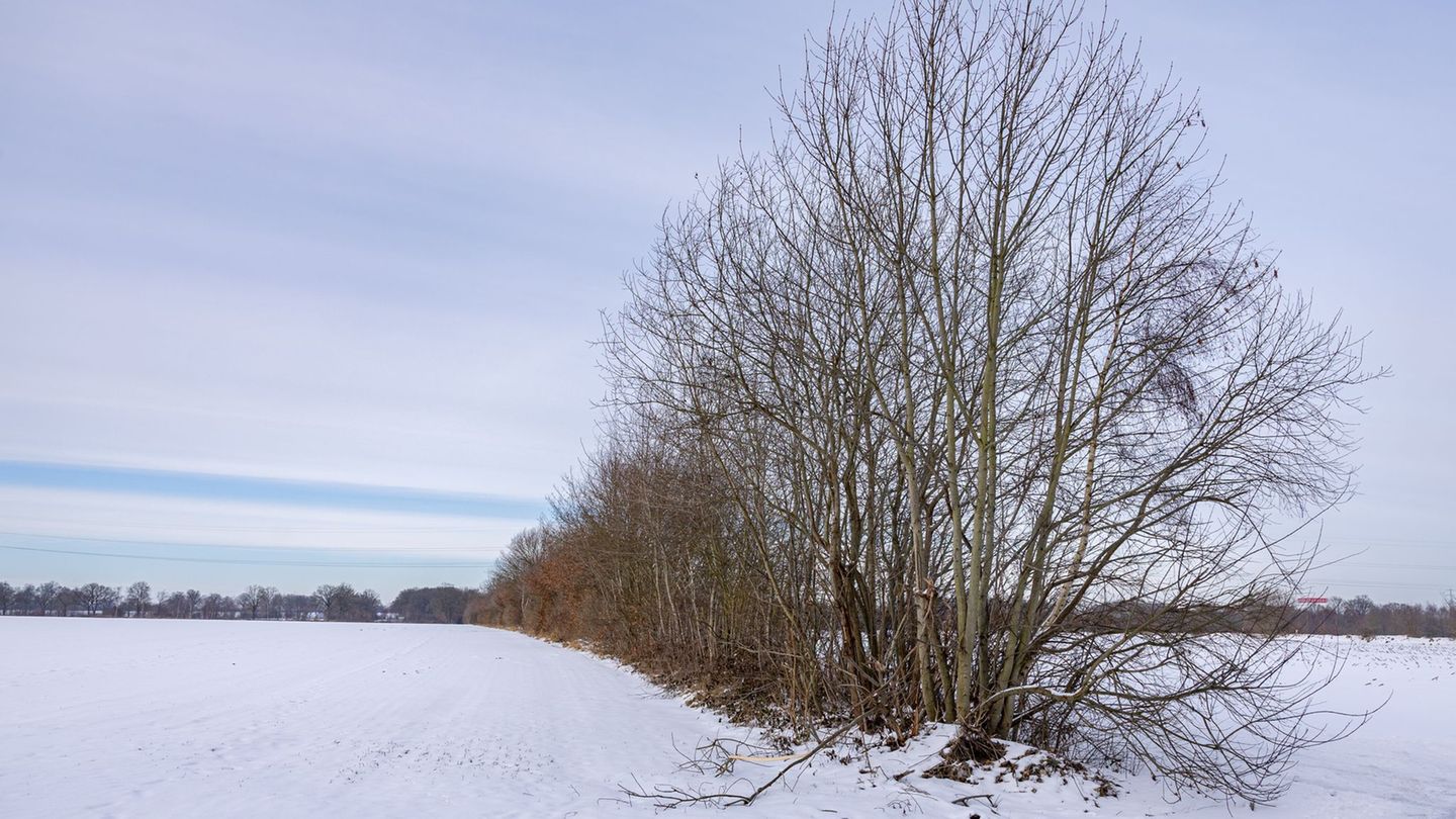 Immaterielles Welterbe: Auf den Stock gesetzt - Knickpflegesaison endet