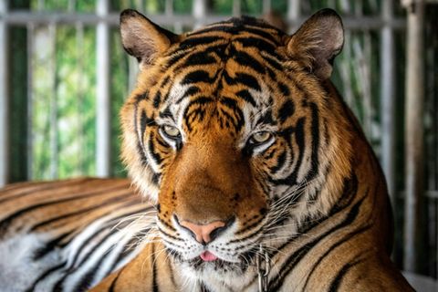 Angeketteter Tiger in einem thailändischen Raubtierpark