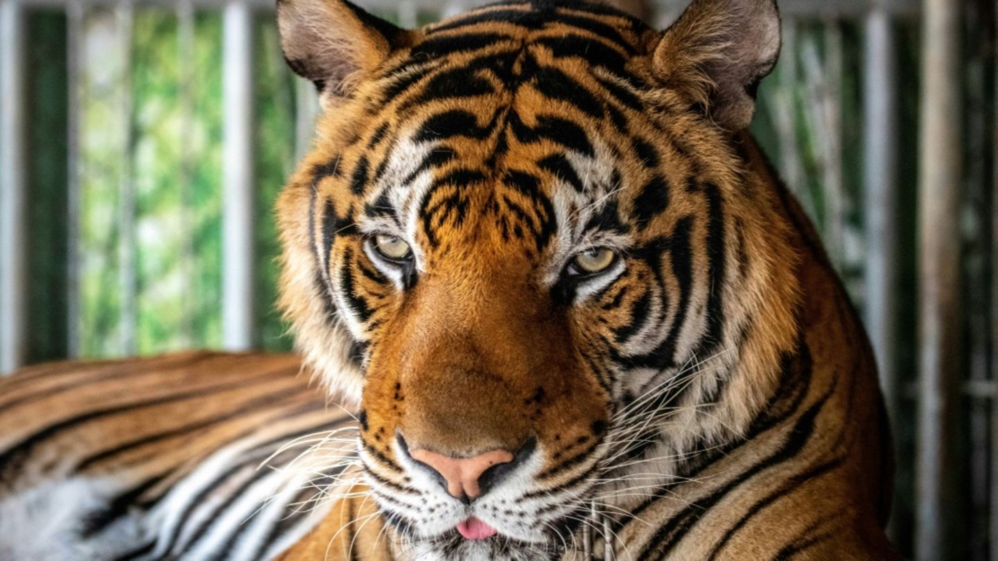 Angeketteter Tiger in einem thailändischen Raubtierpark