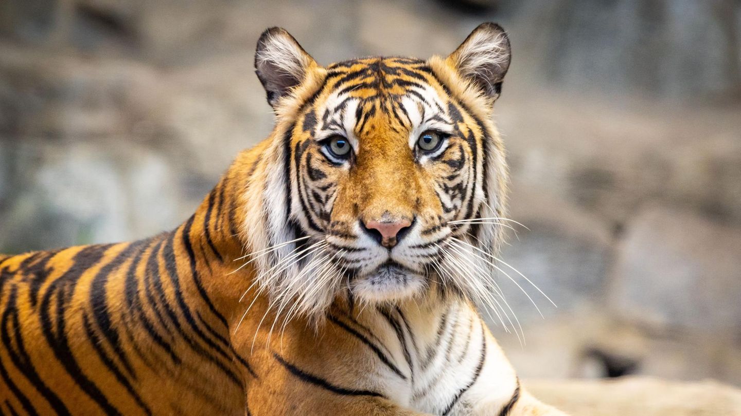 Erkrankung: 72 Tiger in thailändischem Tierpark verendet