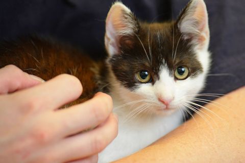 Das Karlsruher Tierheim sucht Katzenstreichler. (Symbolbild) Foto: Uwe Anspach/dpa