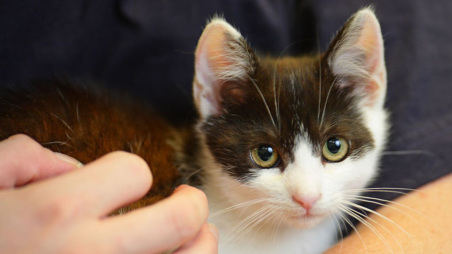 Das Karlsruher Tierheim sucht Katzenstreichler.