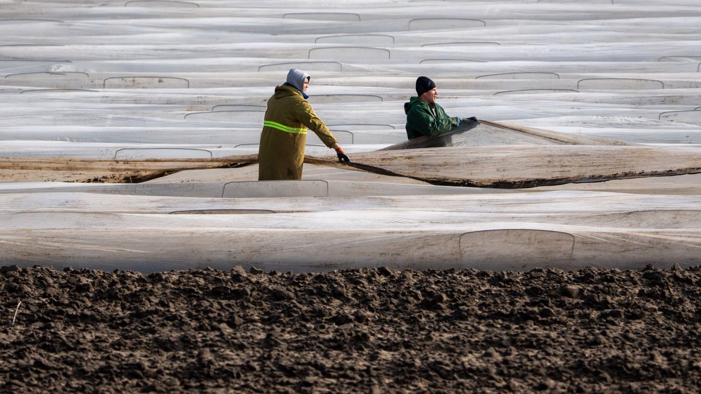 Die Landwirtschaft ist abhängig von Saisonarbeitern. (Symbolbild) Foto: Soeren Stache/dpa