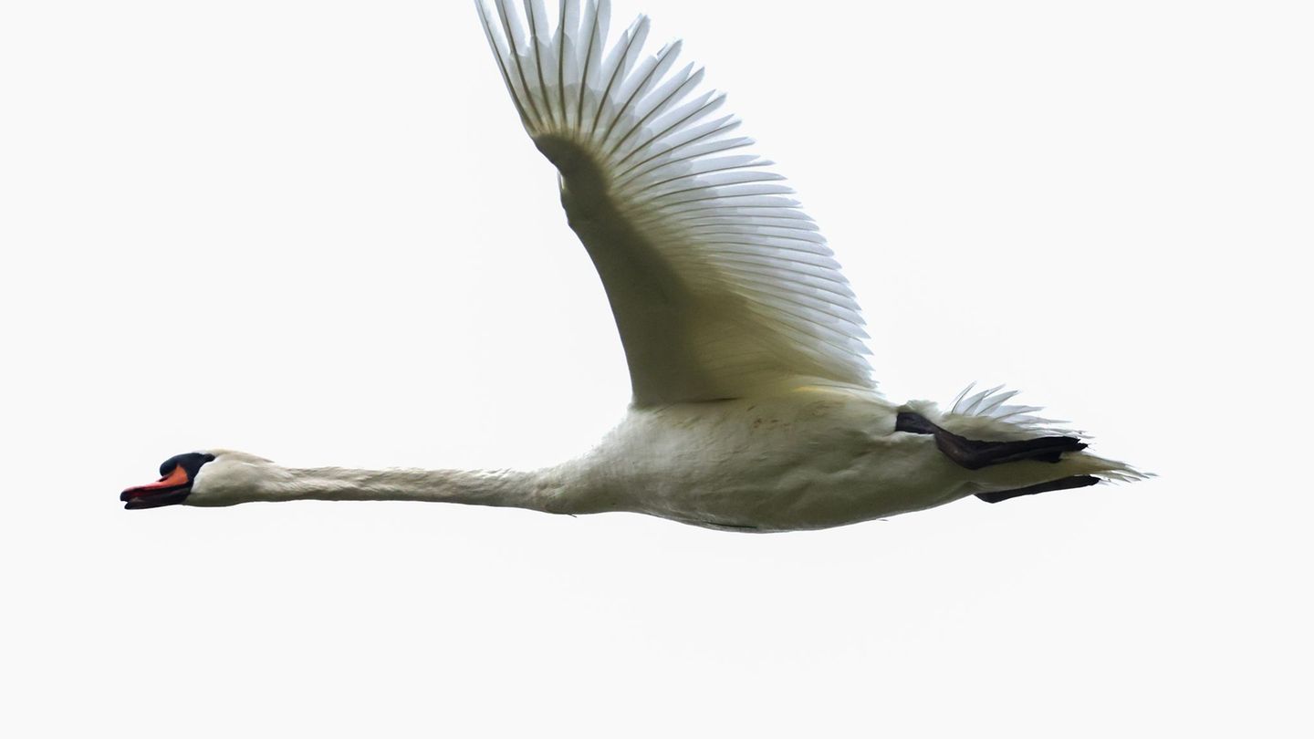 Die Polizei konnte den Schwan unverletzt in die Freiheit entlassen. (Symbolbild) Foto: Thomas Warnack/dpa
