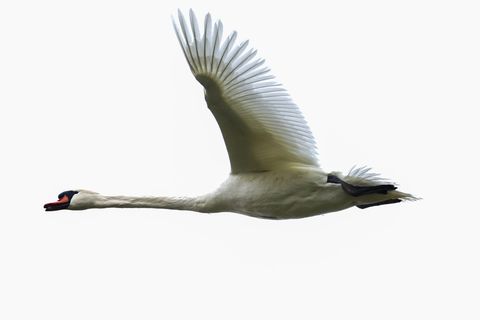 Die Polizei konnte den Schwan unverletzt in die Freiheit entlassen. (Symbolbild) Foto: Thomas Warnack/dpa