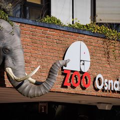 Ein Nandu ist im Zoo Osnabrück gestorben, bei einer ersten Untersuchung wurde der Vogelgrippevirus festgestellt. (Archivbild) Fo