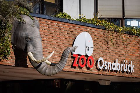 Ein Nandu ist im Zoo Osnabrück gestorben, bei einer ersten Untersuchung wurde der Vogelgrippevirus festgestellt. (Archivbild) Fo
