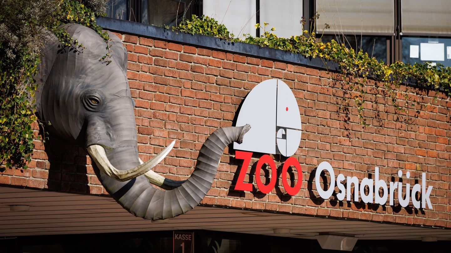 Ein Nandu ist im Zoo Osnabrück gestorben, bei einer ersten Untersuchung wurde der Vogelgrippevirus festgestellt. (Archivbild) Fo