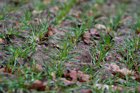 Die rheinland-pfälzischen Landwirte sind trotz wechselhafter Witterung mit Schnee und Regen, Frost und teils auch milderen Tempe