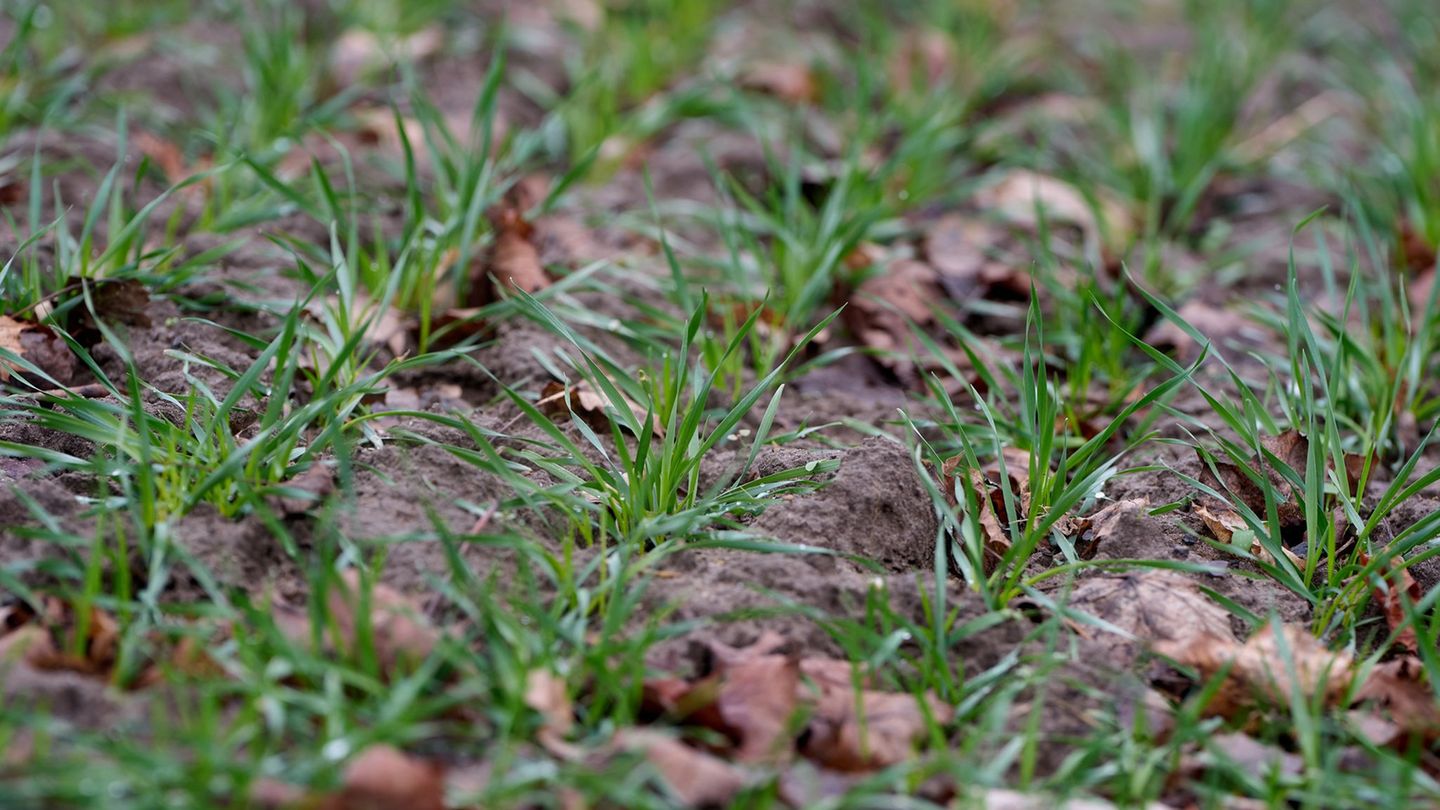 Die rheinland-pfälzischen Landwirte sind trotz wechselhafter Witterung mit Schnee und Regen, Frost und teils auch milderen Tempe