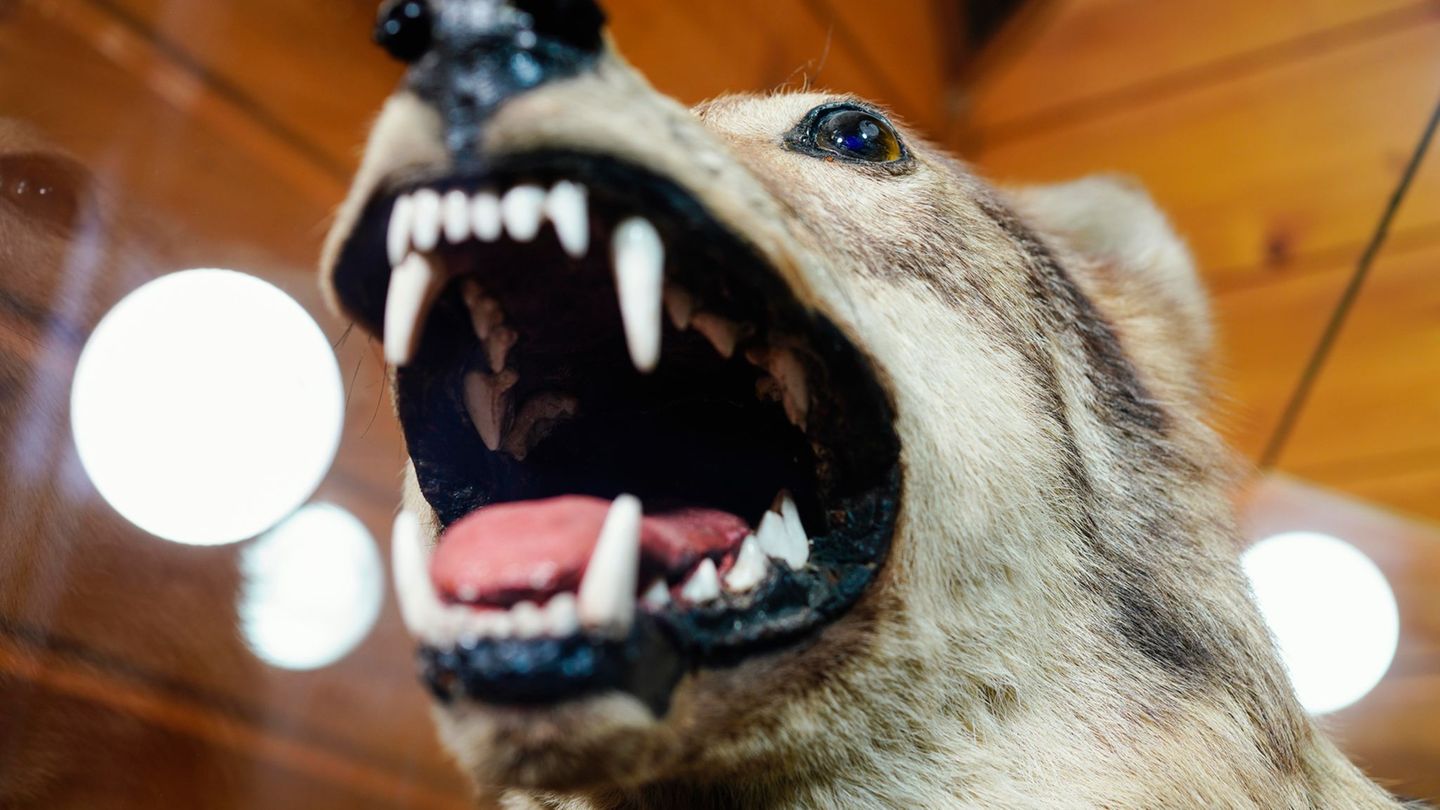 Der Wolf von der Hornisgrinde soll im Fall eines tödlichen Treffers direkt der Forstlichen Versuchs- und Forschungsanstalt BW (F